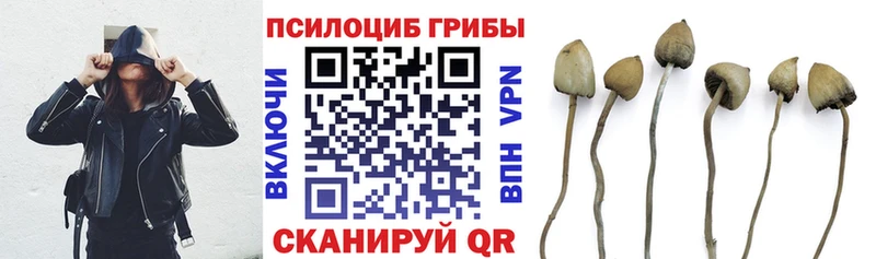 купить  цена  Темников  МЕГА маркетплейс  Псилоцибиновые грибы Psilocybine cubensis 
